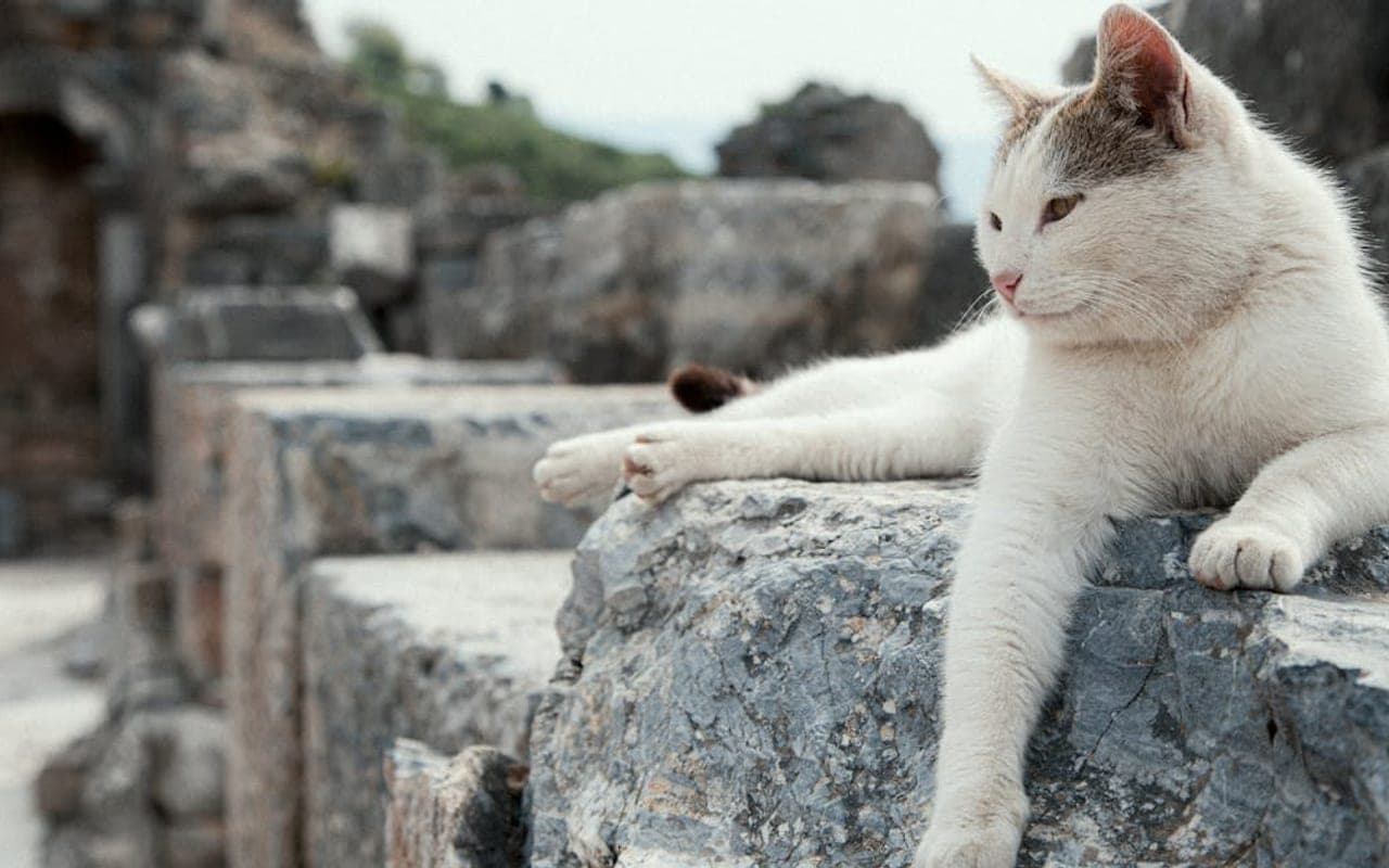 Aegean Care Guide