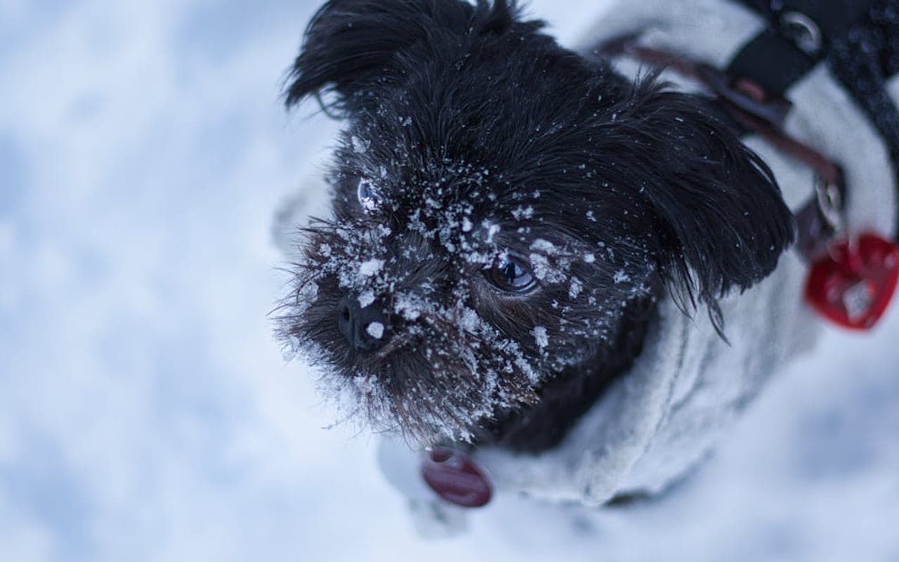 Affenpinscher Care Guide
