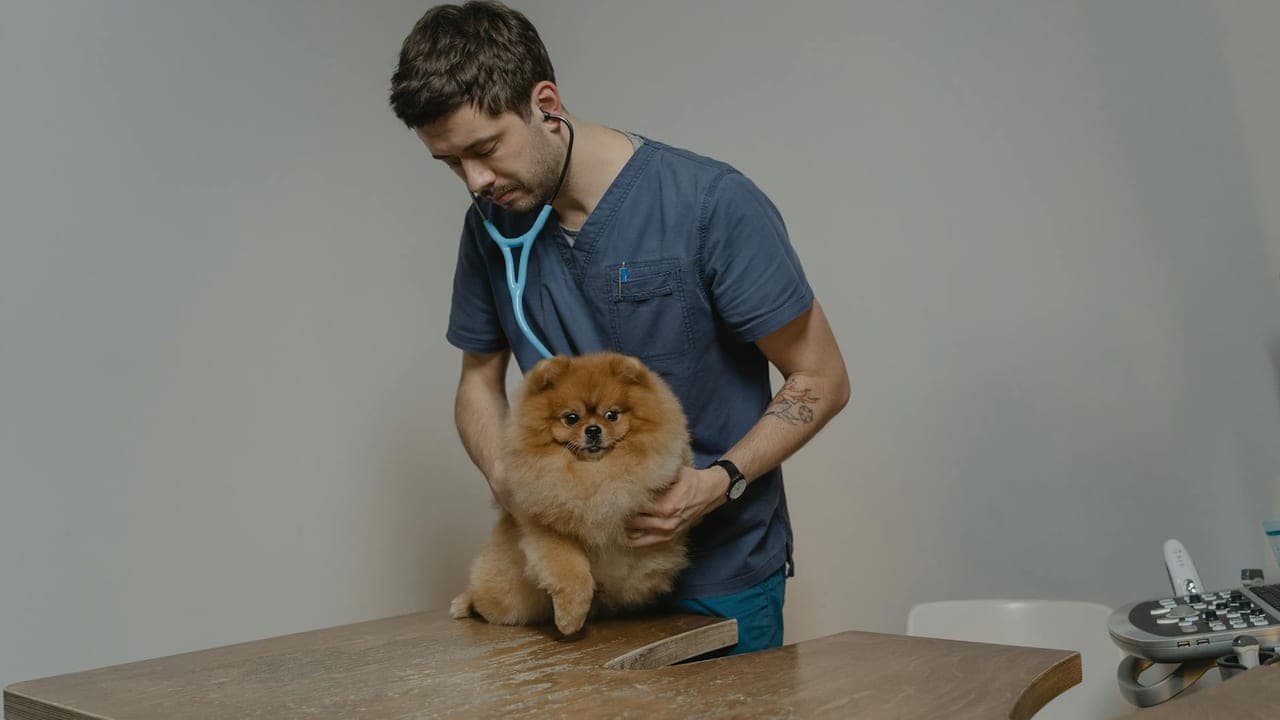 Can Dogs Eat Chocolate? Toxicity by Weight + What to Do Right Now