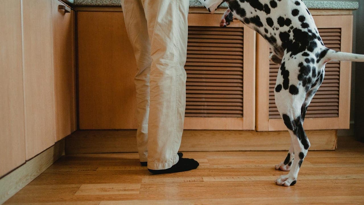 Can Dogs Eat Grapes & Raisins? Why Even One Can Be Dangerous