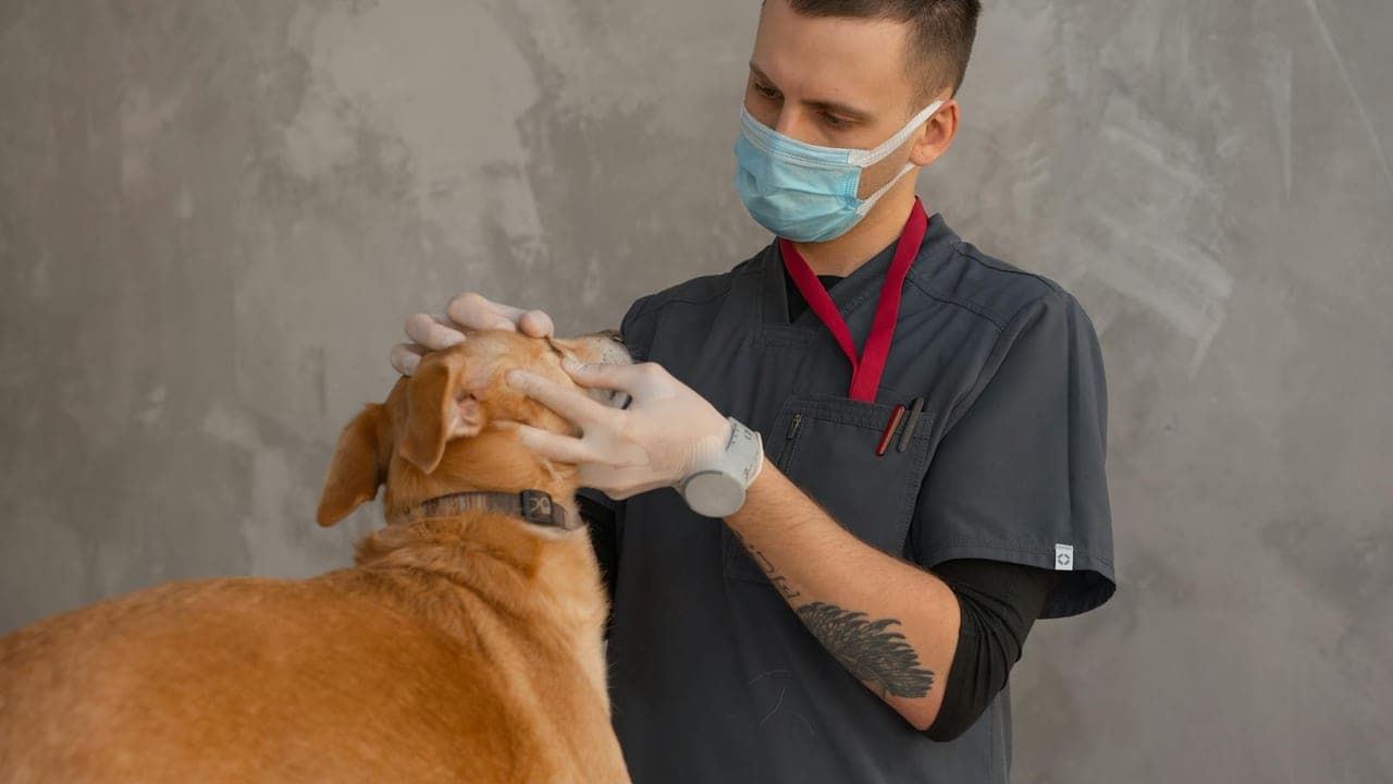 Emergency Vet Costs: What 8 Common Emergencies Actually Cost (and How to Prepare)