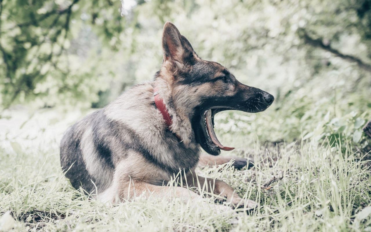 German Shepherd