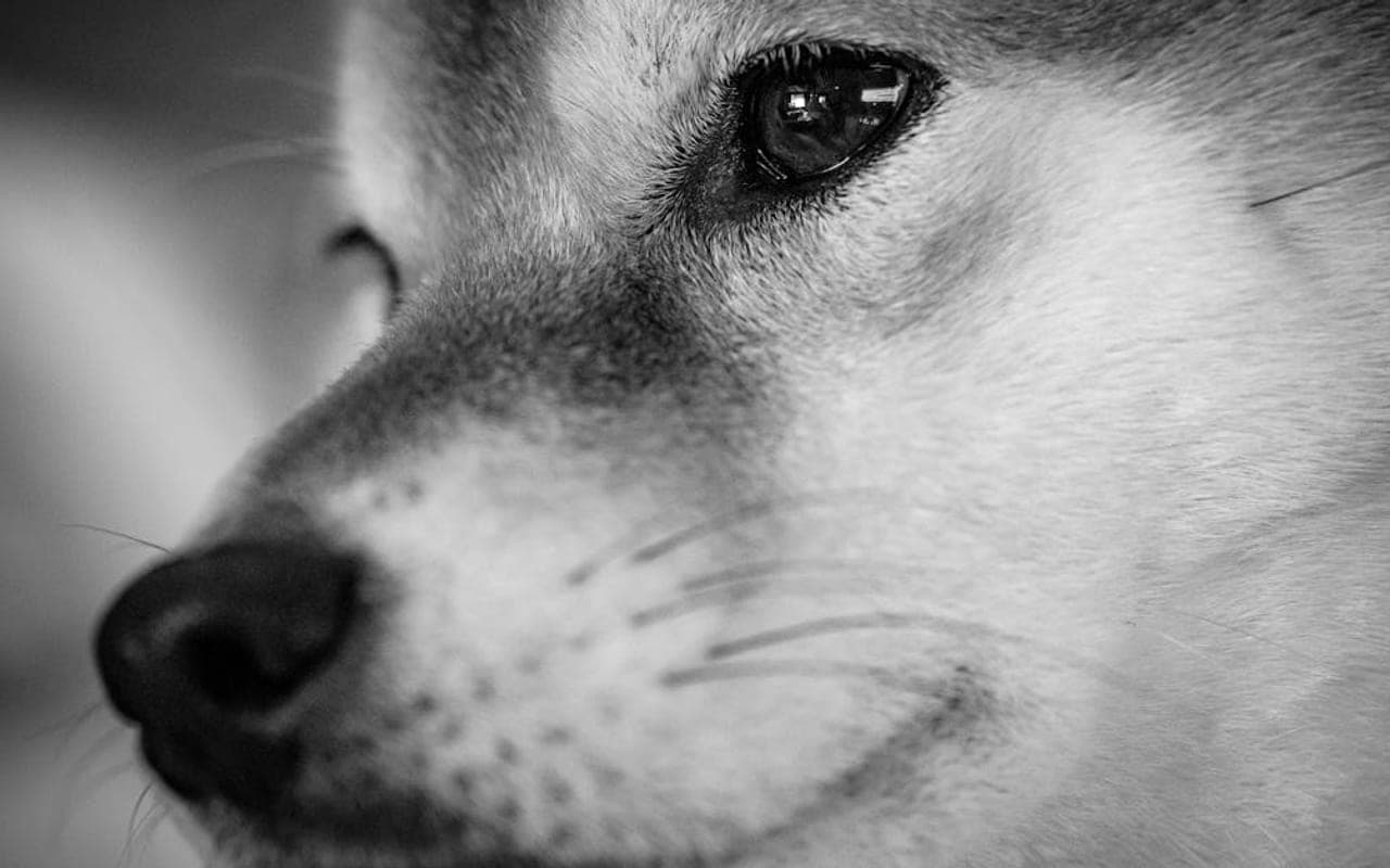 Shiba Inu